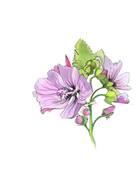 Mallow​ heart note of Jo Malone London Mallow On The Moor Cologne in a botanical drawing